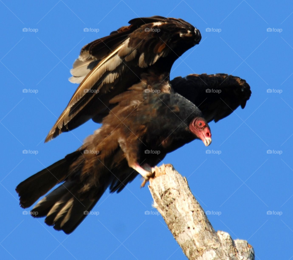 bird vulture turkey vulture vulture wings by lightanddrawing