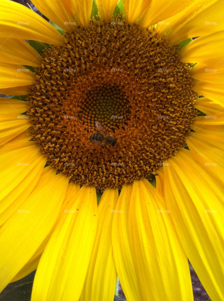 Bees collecting pollen from the sunflowers