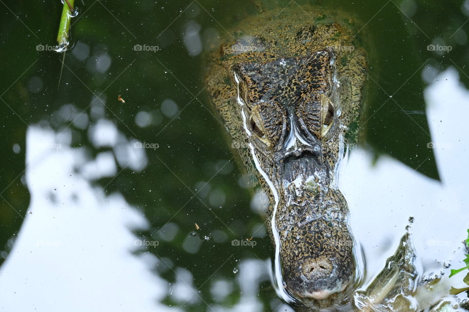 Cayman Crocodile species