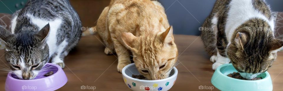3 cats eating from bowls 