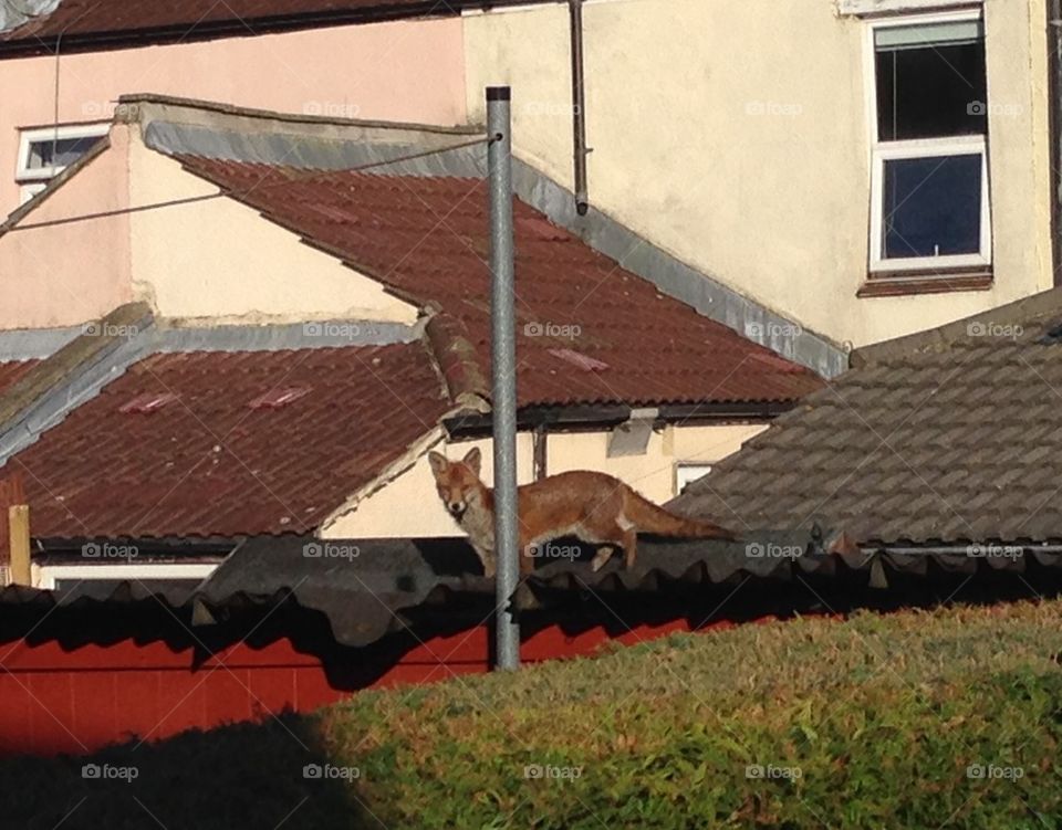 Fox on the roof
