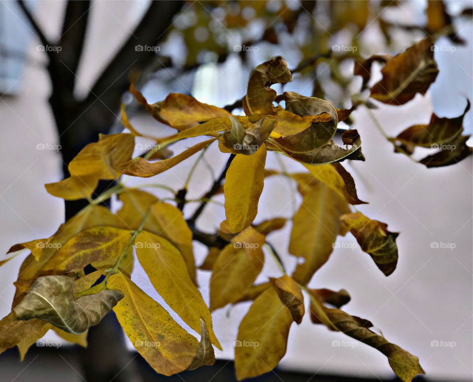 Golden Leaves..