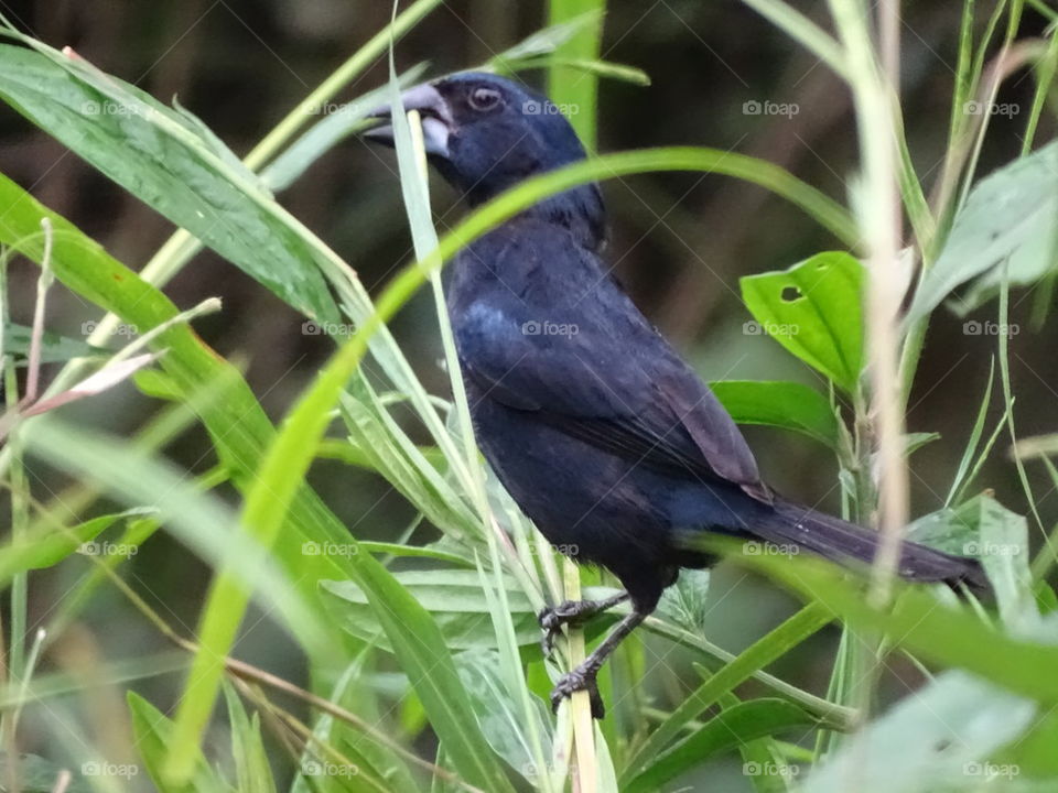 Blue Black Grosbeak