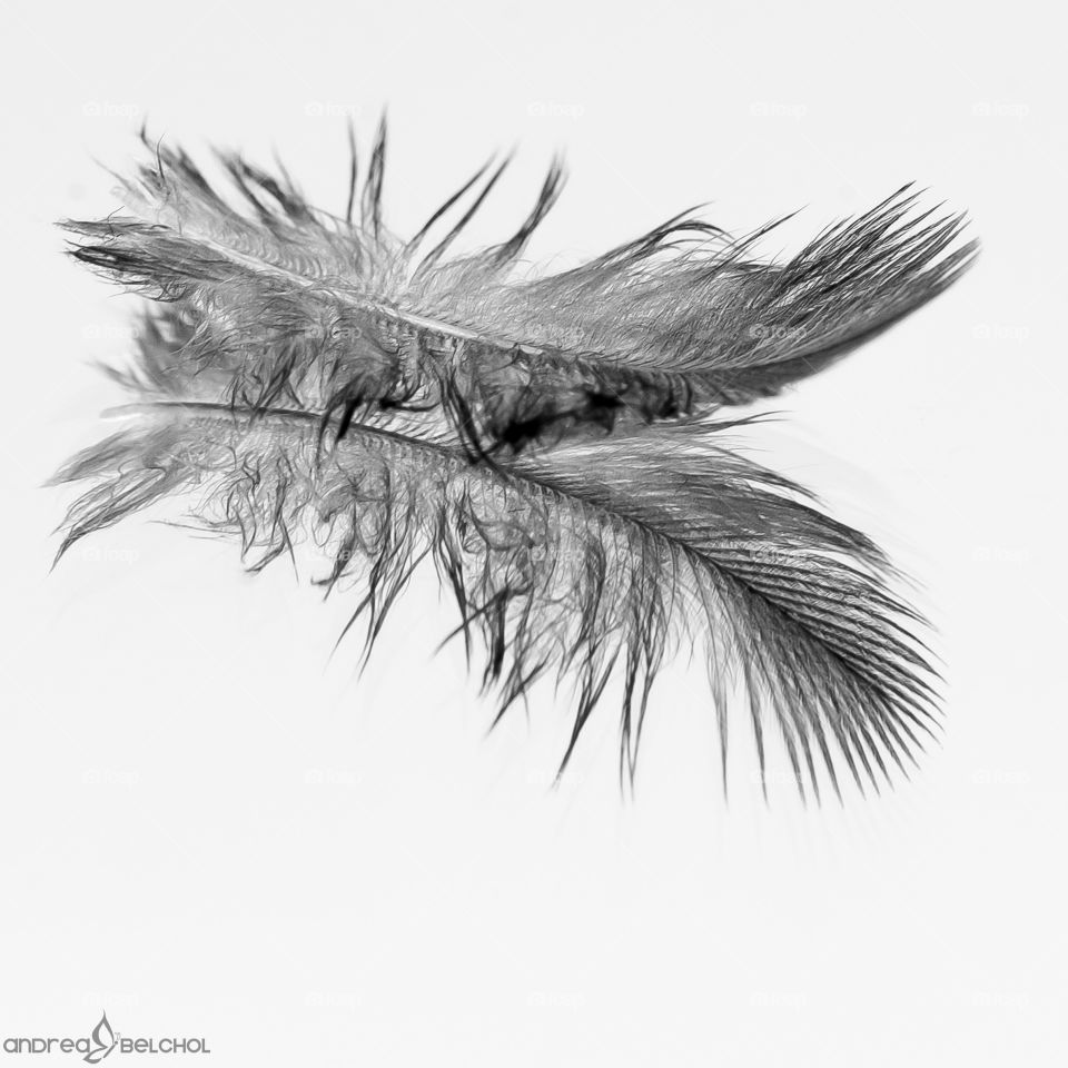 Feather in black and white 