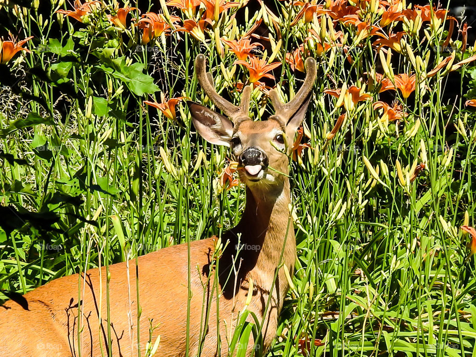 Reindeer Eating Flowers