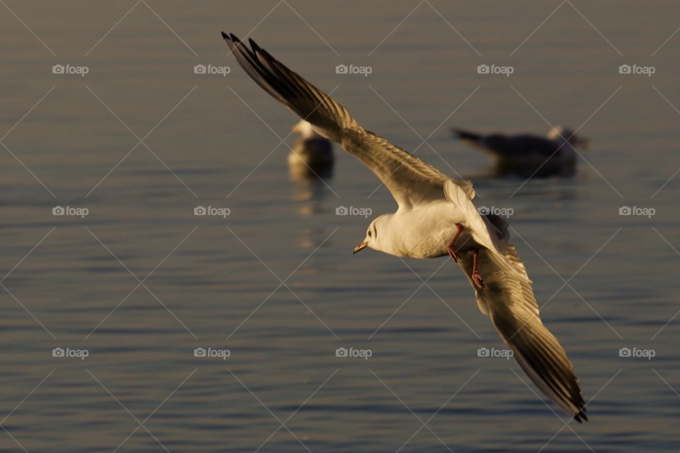 Flying seagull