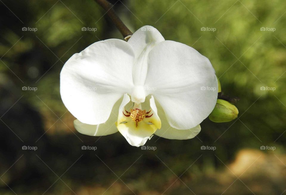 a special phalaenopsis white and yellow in the garden