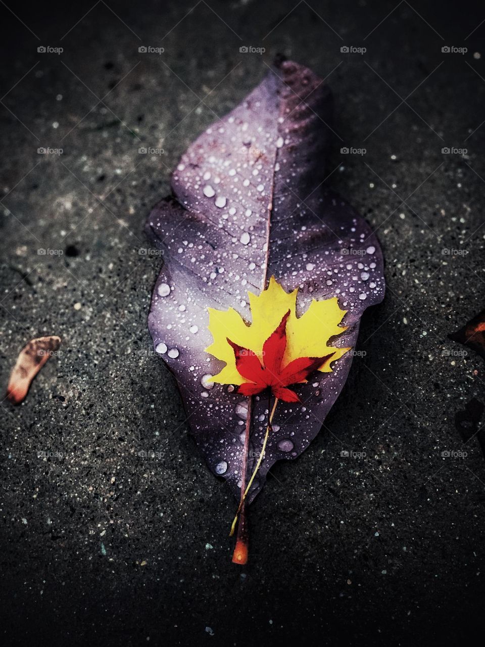 Rain drops on the purple 