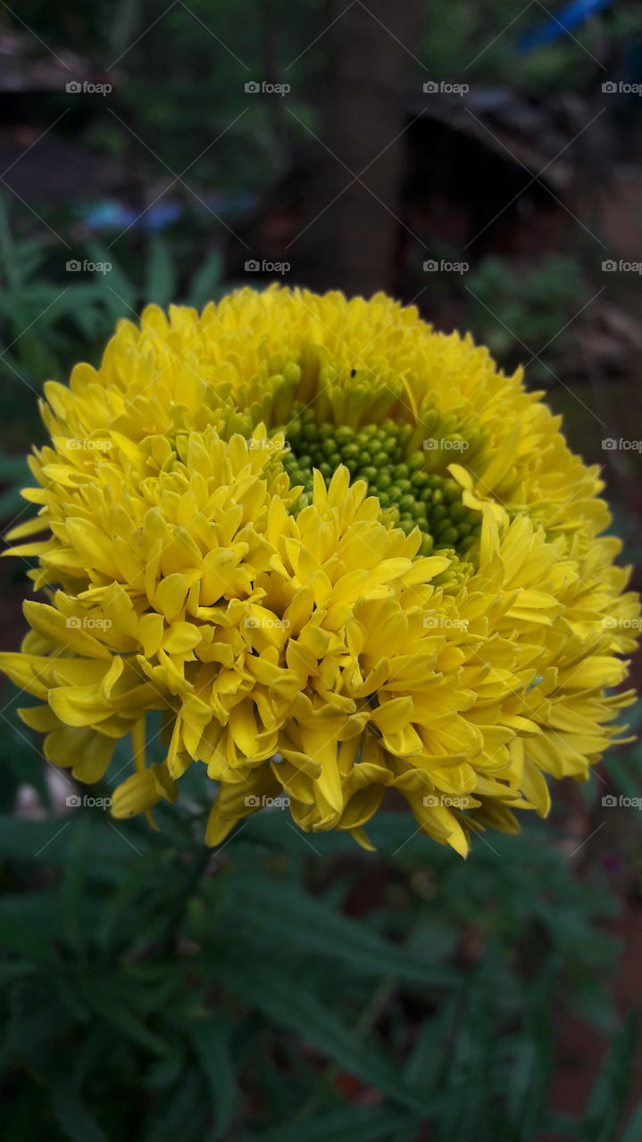 yellow flower,mallika