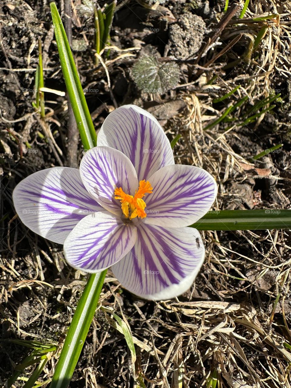 Signs of spring: close up of the first beautiful fragile white and lilac purple with yellow pistil crocus 