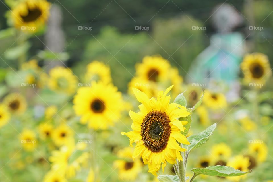 Brilliant Sunflowers 