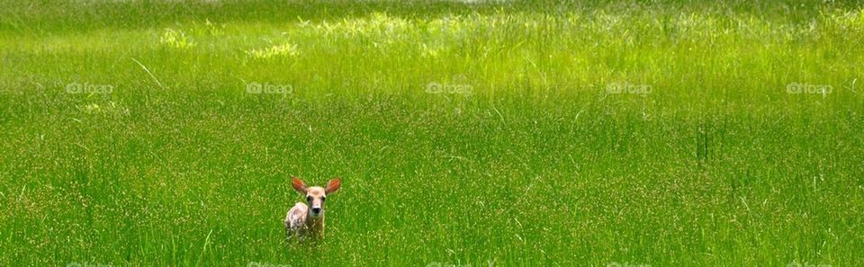 Fawn all alone