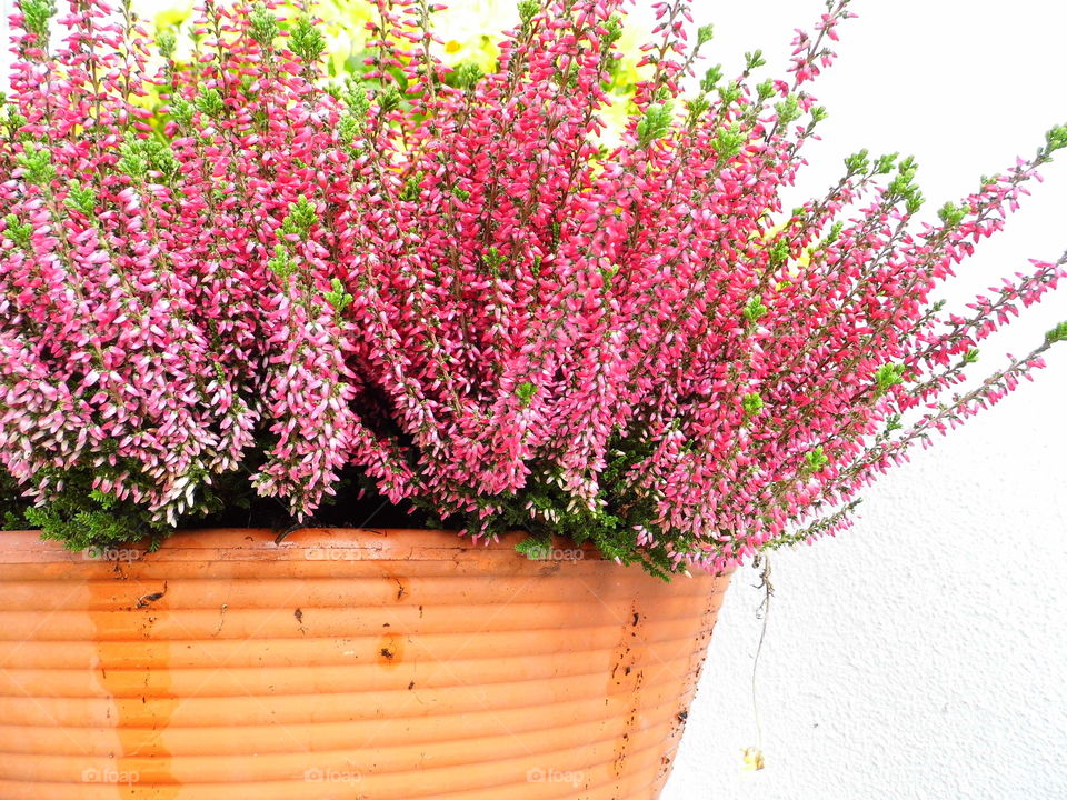 wonderful flower in the garden