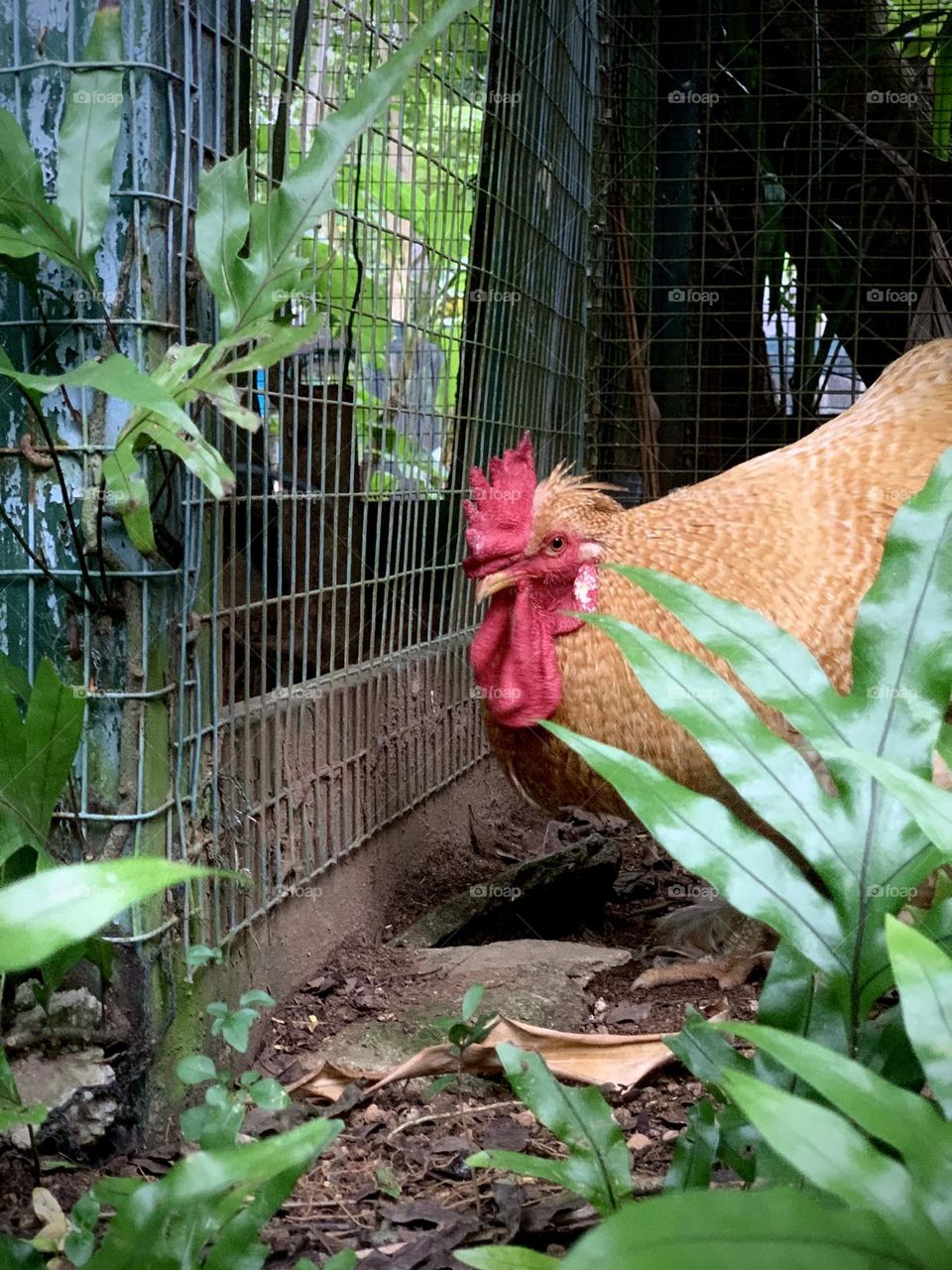 Free range chicken looking for food.