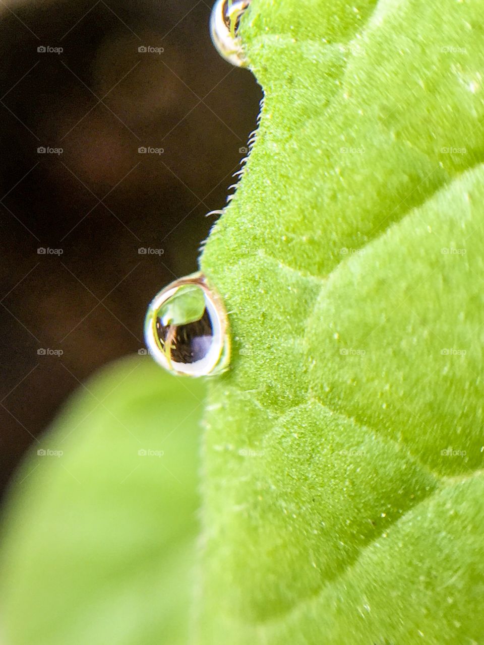 Raindrops on leaf
