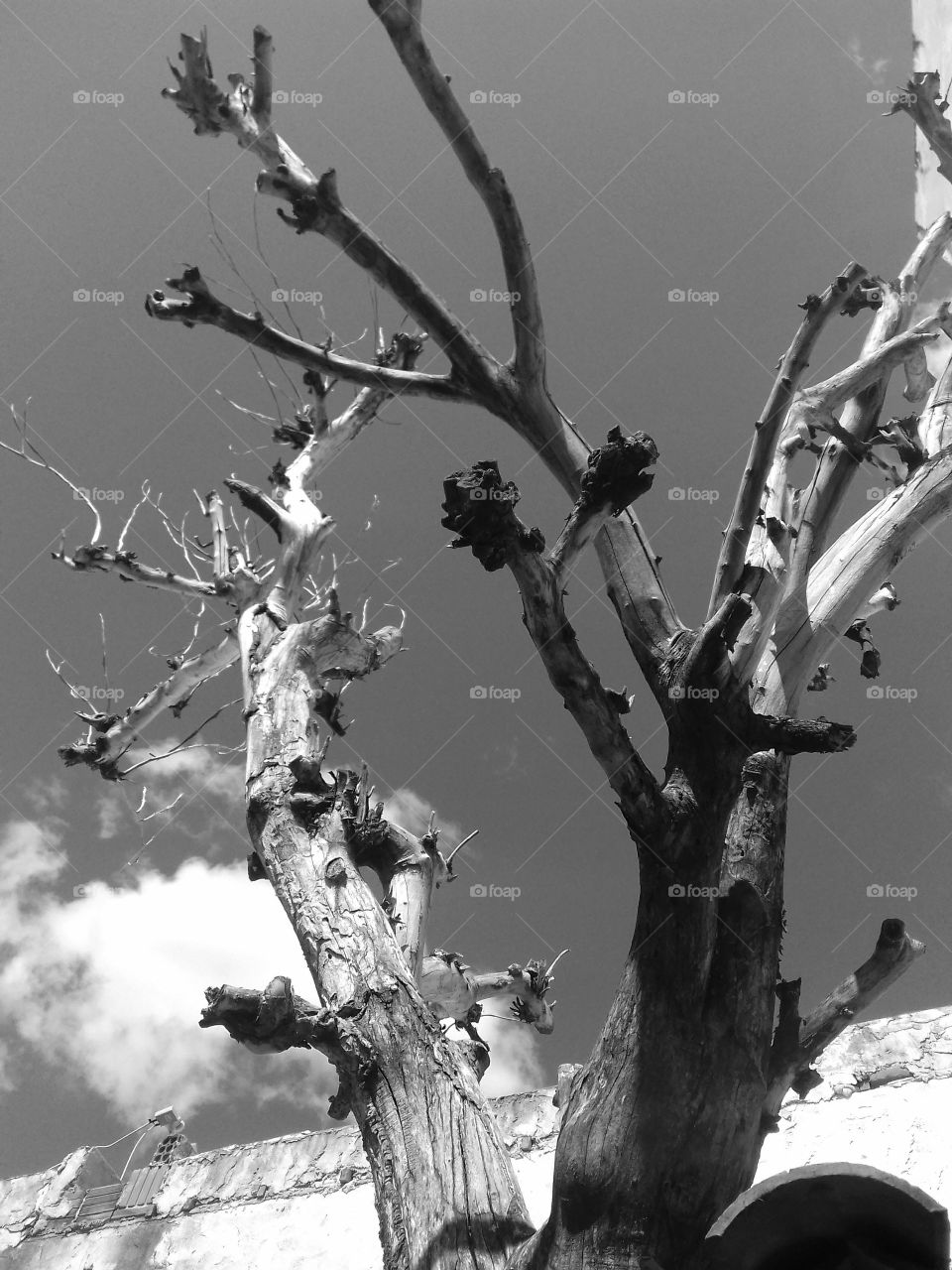 árvore seca em preto e branco