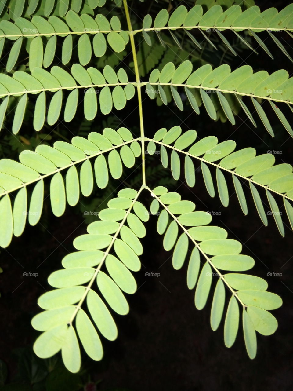 Leaf, Nature, Flora, No Person, Desktop