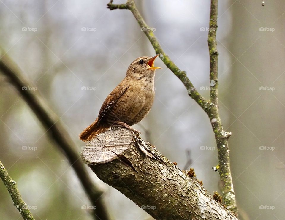 Wren
