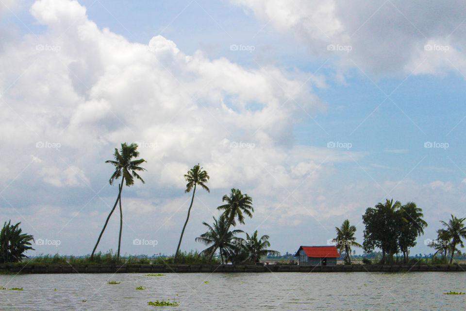 Lake view, coconut trees