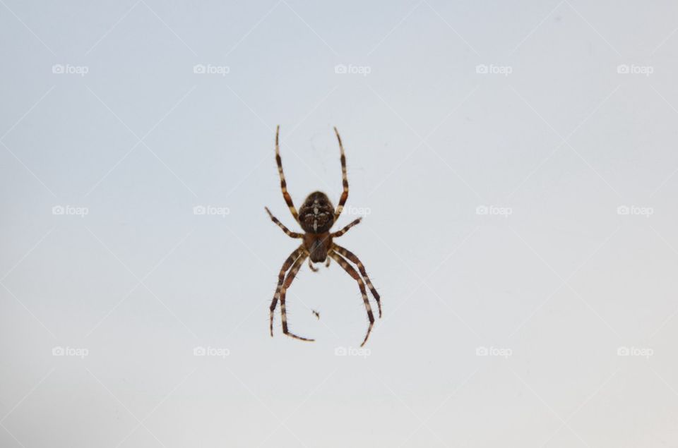 Close-up of spider