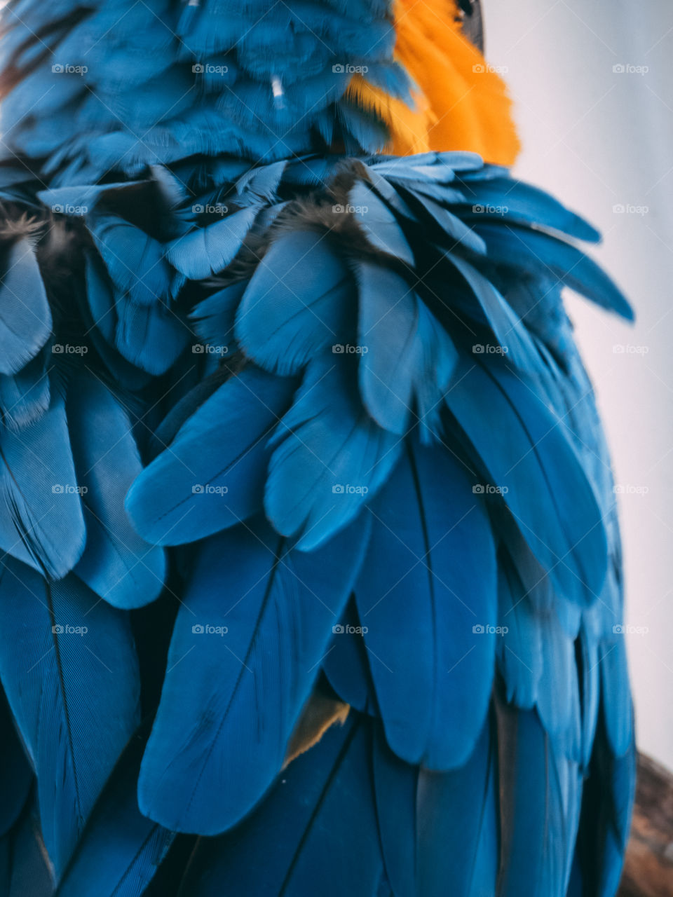 Parrot feathers close