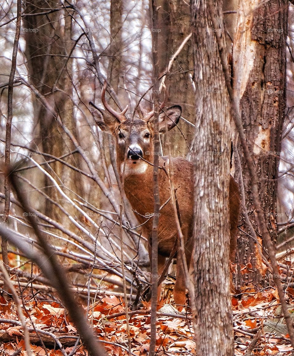 Deer parc Mont St-Bruno