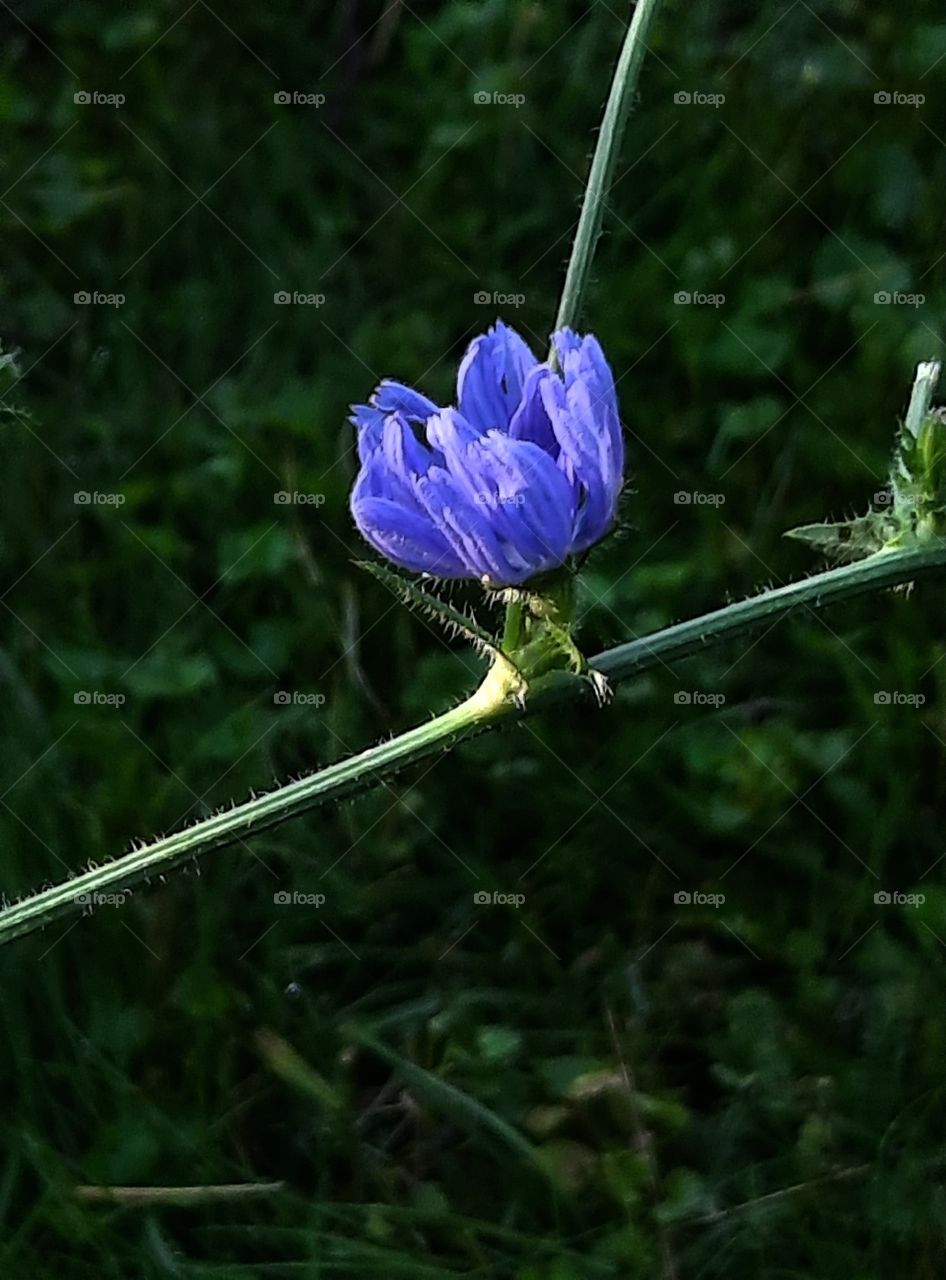 portrait  of blue chicory flower