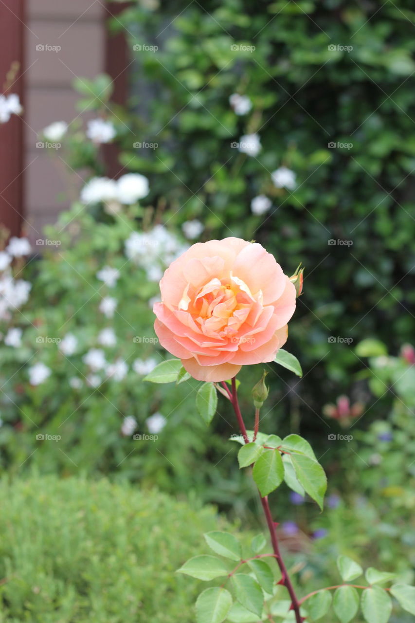 Melbourne Rose
