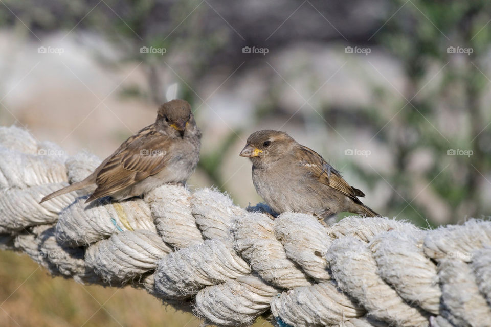 nature bird wildlife rope by chrille_b