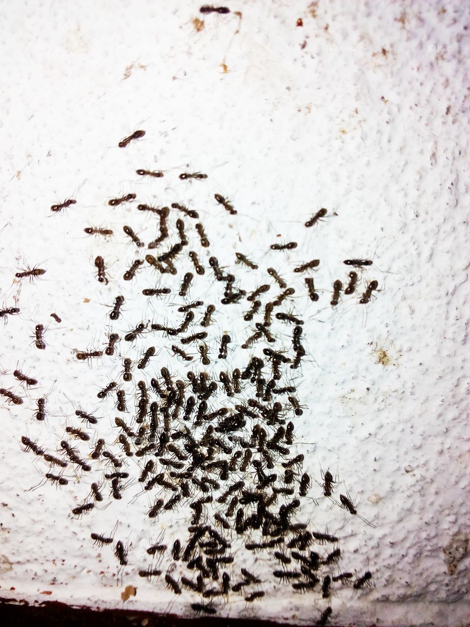 ant meeting