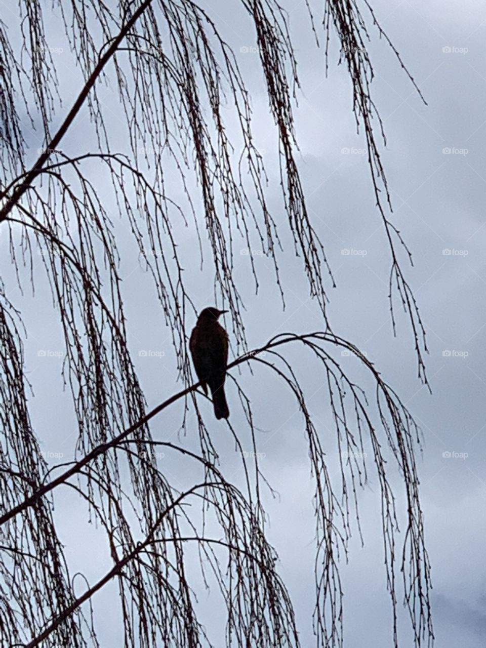 Bird in a tree in my back yard 