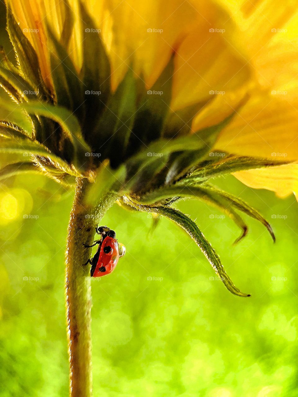 A red ladybug climbing a stem of sunflower with beautiful green bokeh background