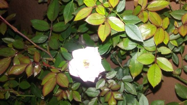 flora