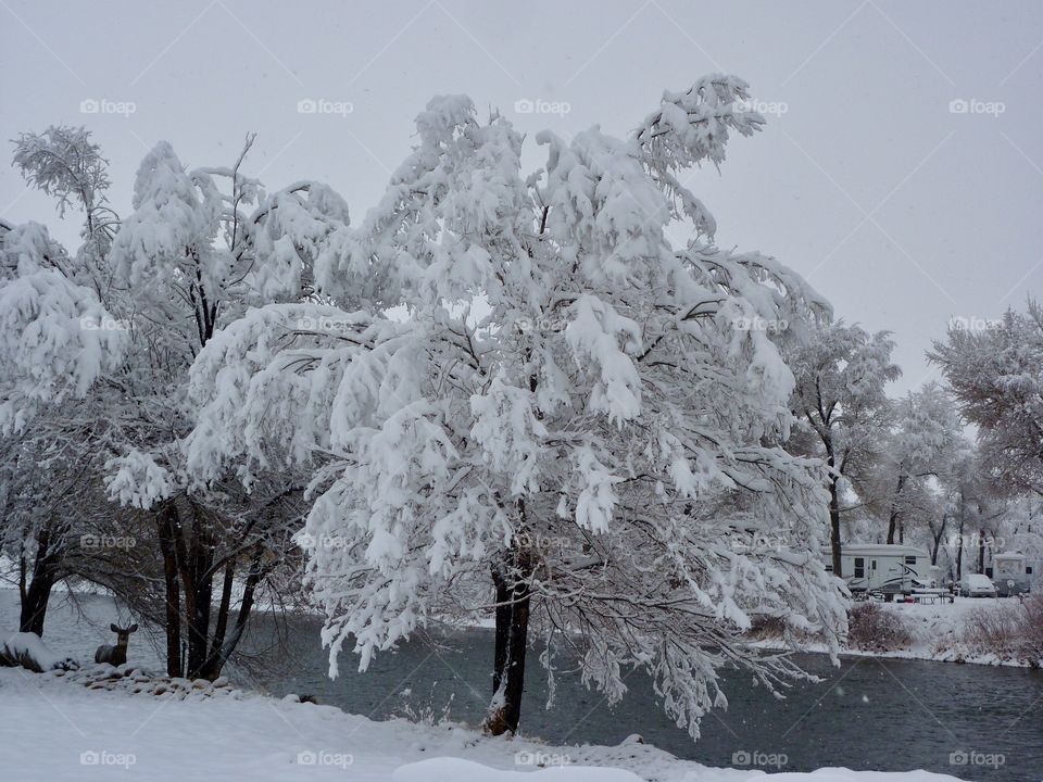 Deer at the River’s Edge