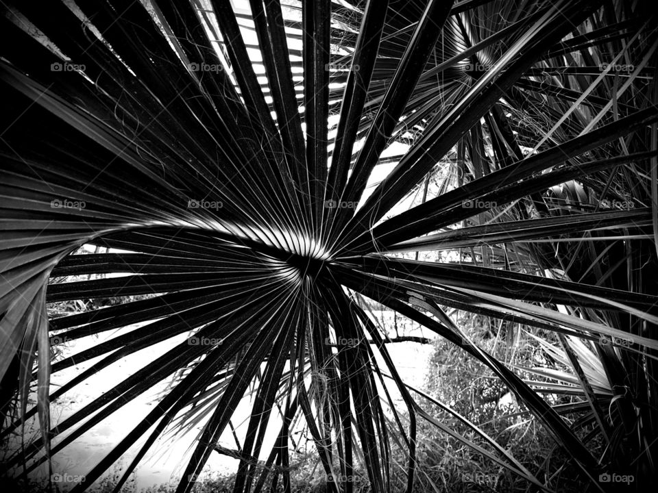 Palm frond in a swirl of light and shadows.