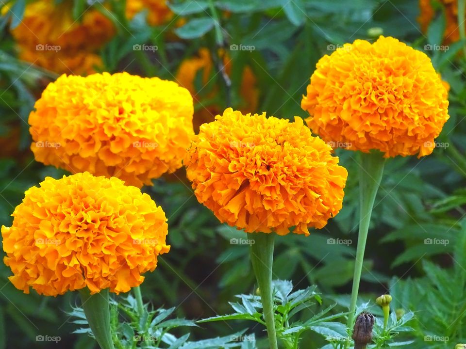 MariGold