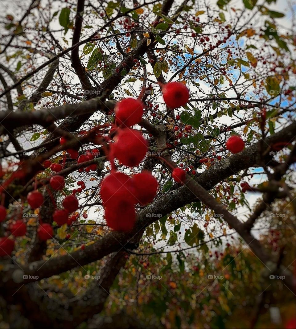 autumn berries