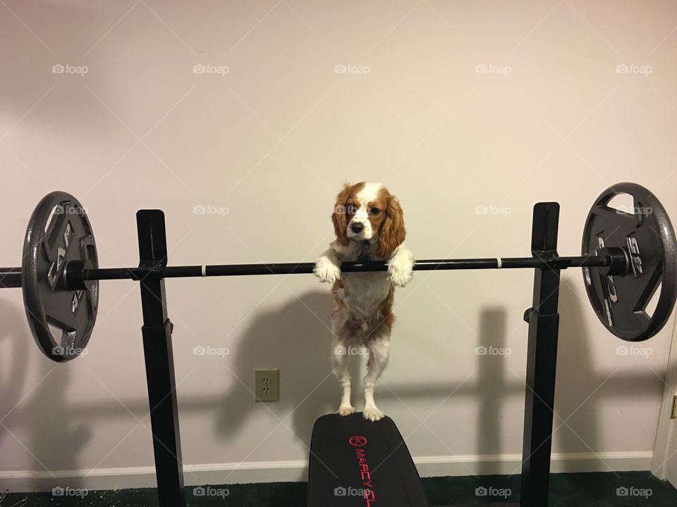 Strong dog