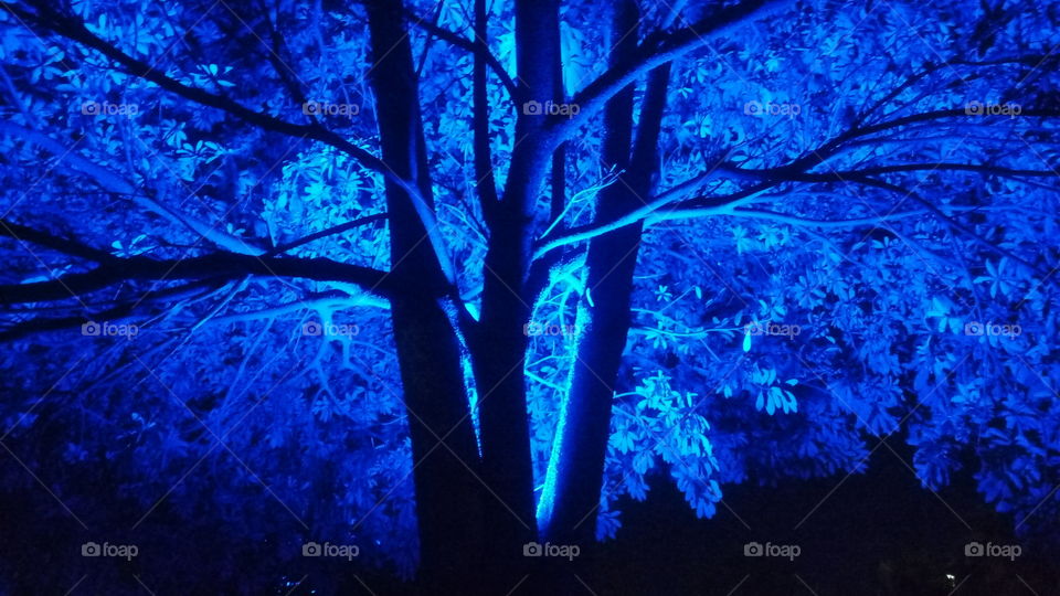 Blue Tree
