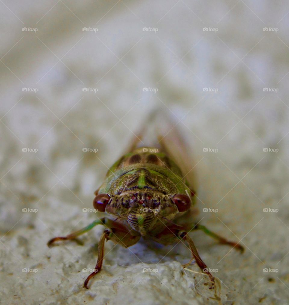 A cicada inspects me as I inspect it