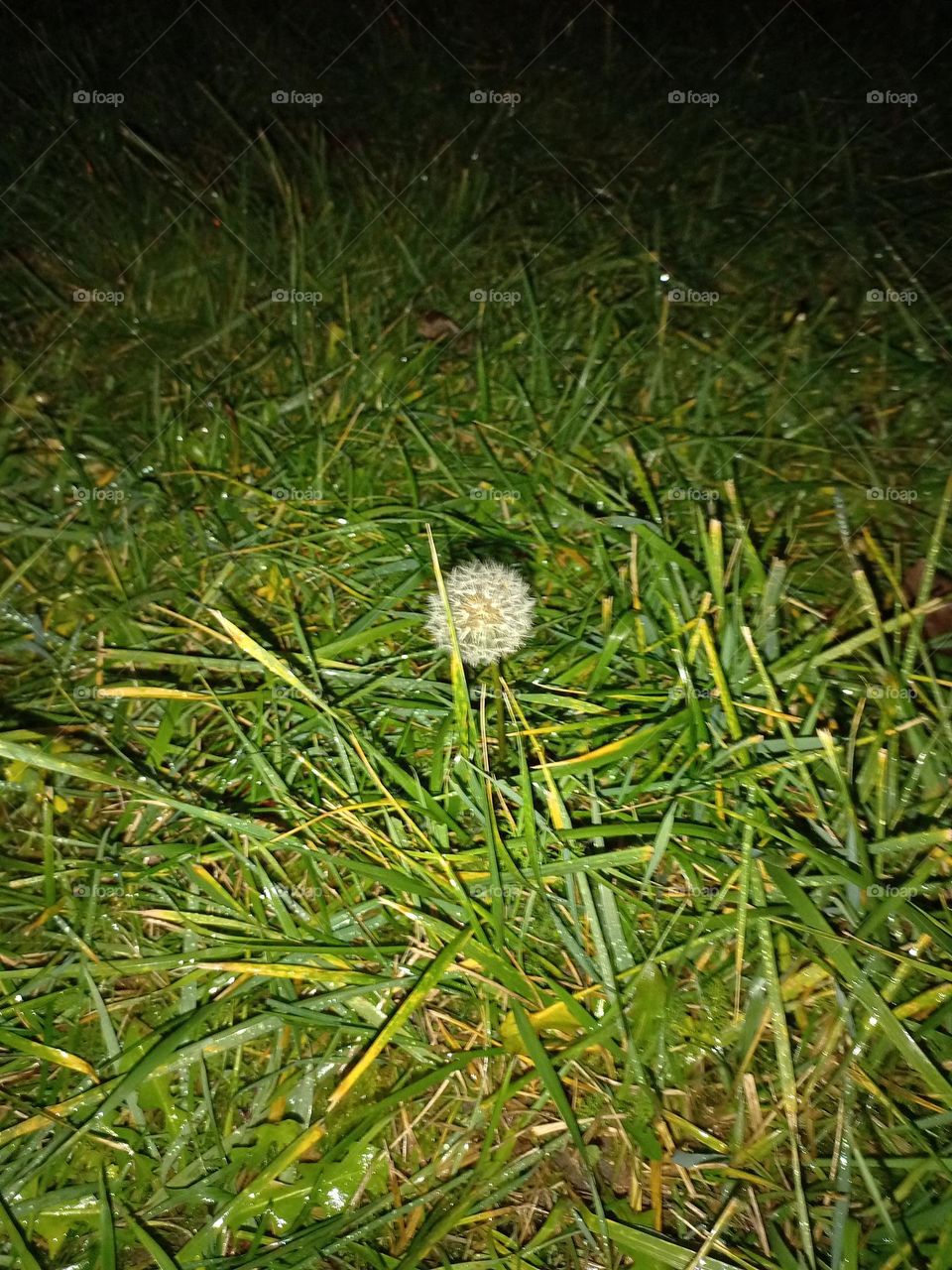 dandelion
