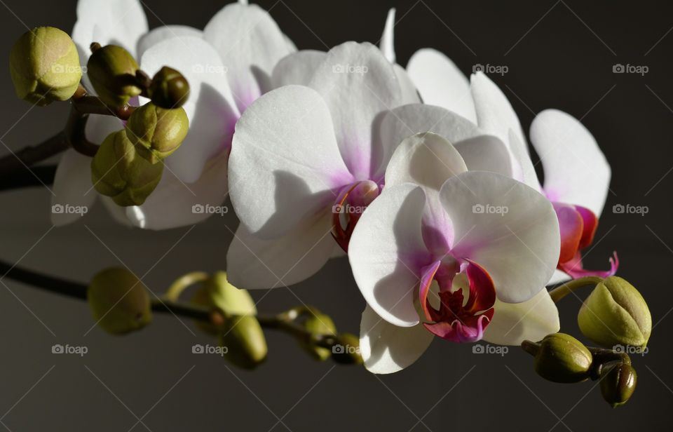 beautiful gentle orchids flowers and buds macro in the sunlight