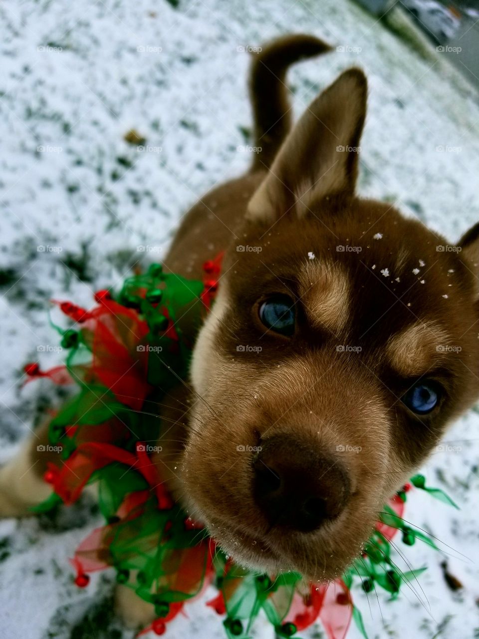 cute snow husky