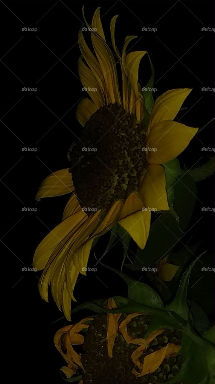 sunflower in the dark