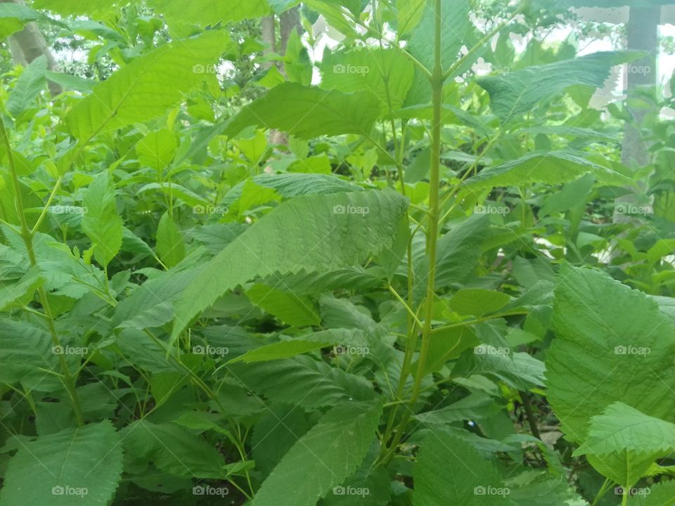 great! green plant in the garden.large amount of leaf.