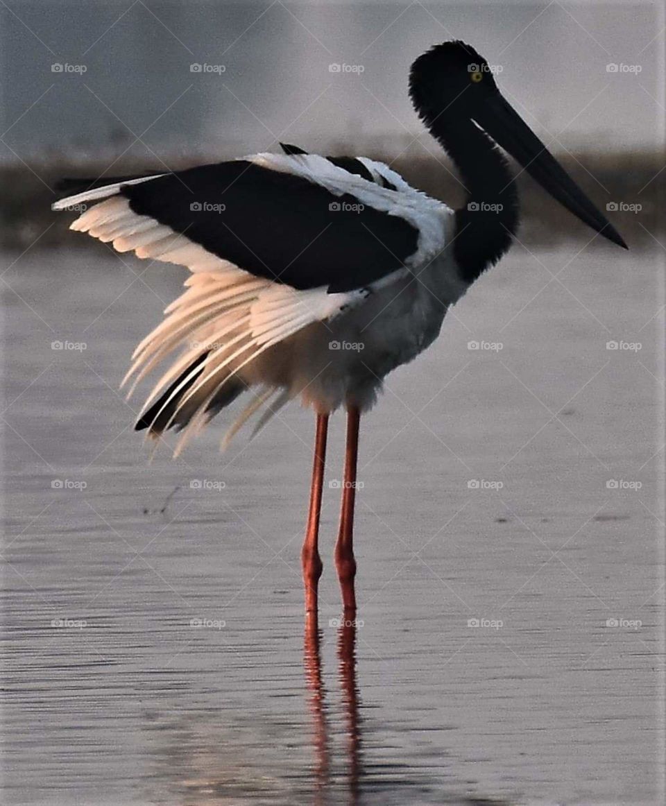 Black Necked Stork
Patna Bird Sanctuary,Etah...near Agra 
india
January 2019