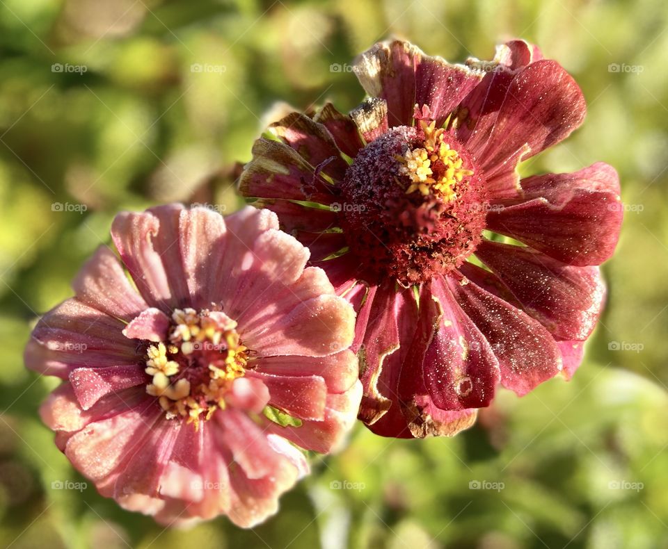 Flowers frost bitten 
