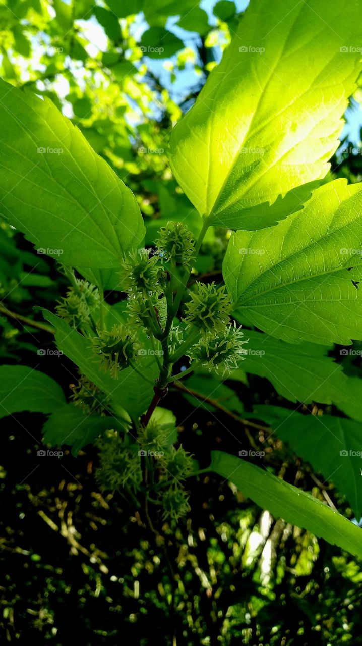 Äste mit grünen Blätter