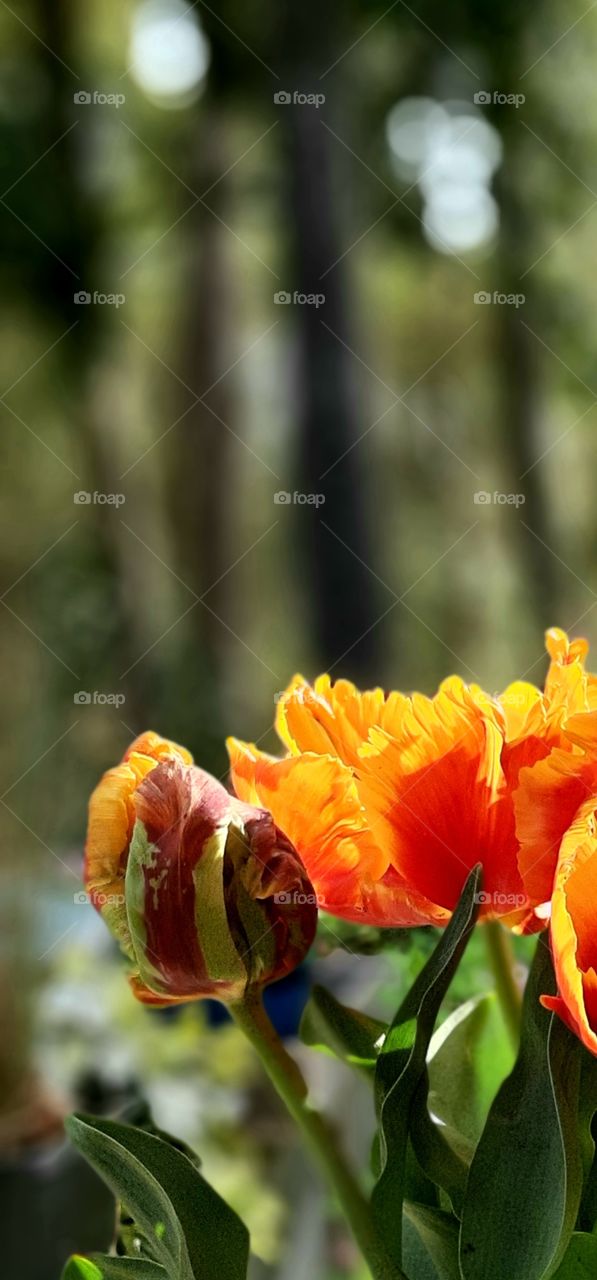 morning sun setting tulips glowing orange and red