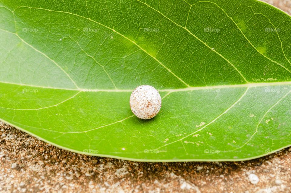 Lizard Egg On Leaf